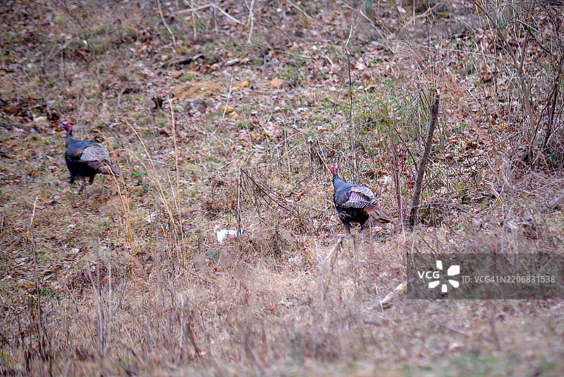 野生火鸡图片素材