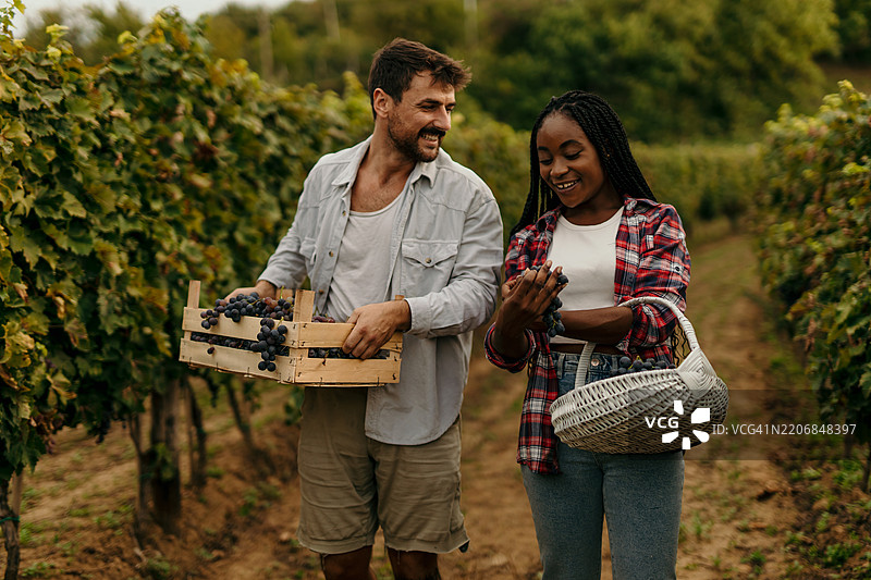 农民在葡萄园收获葡萄，正值葡萄酒收获季节图片素材