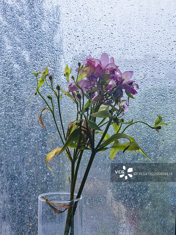 美丽的粉色花朵在玻璃花瓶中，映衬着雨水浸湿的窗户，营造出宁静的室内氛围图片素材