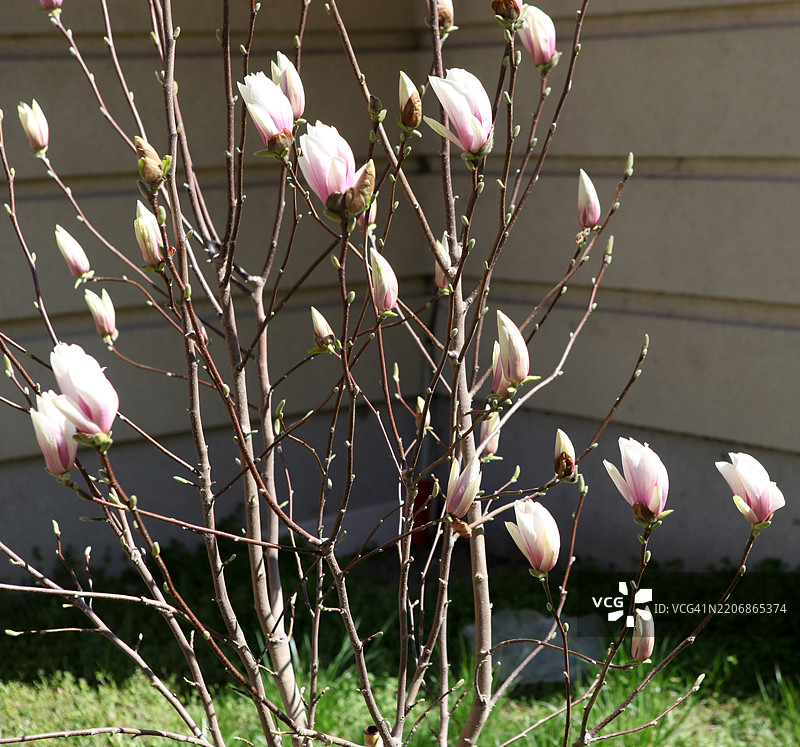 紫玉兰 (Magnolia × Soulangeana)图片素材