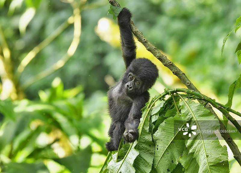野生濒危的婴儿大猩猩在森林中悬挂在树枝上图片素材