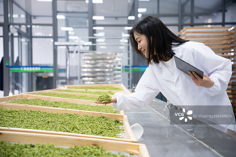 亚洲女性在茶厂使用数字平板电脑工作图片素材