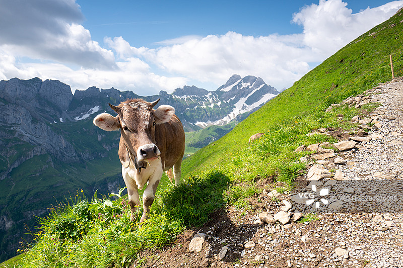 瑞士旅行 - 在阳光明媚的徒步旅行日，阿彭策尔的埃本阿尔卑斯小径上，奶牛安静地吃草。图片素材