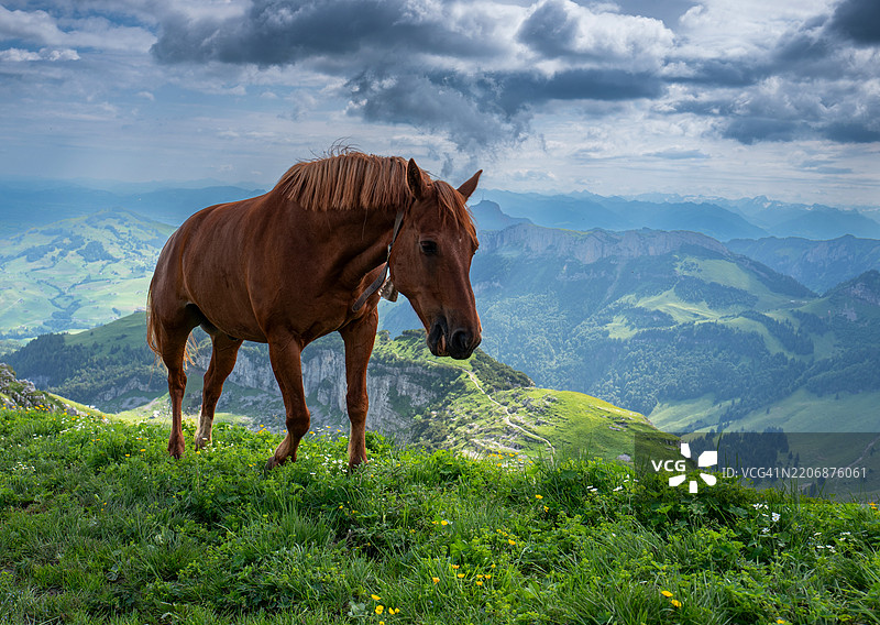 瑞士旅行 - 在瑞士阿尔卑斯山的阿彭策尔，阿尔滕阿尔普图尔姆附近，一匹埃本阿尔普马在宁静的徒步探险中悠闲地吃草，景色令人叹为观止。图片素材