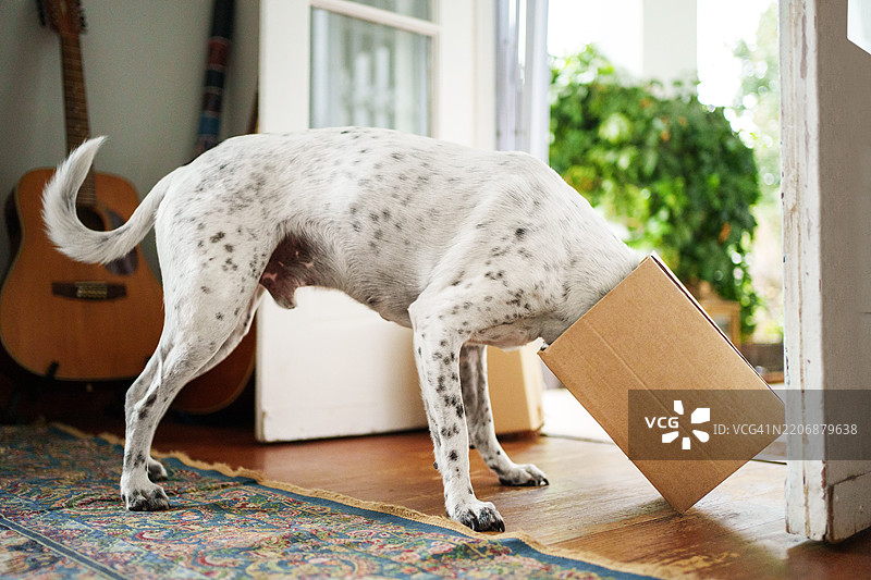 狗在家里检查纸箱内部图片素材