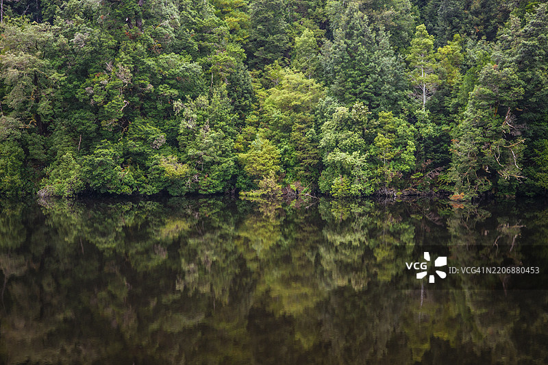 塔斯马尼亚斯特朗的戈登河沿岸的雨林图片素材