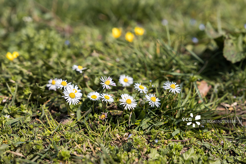 草地上的雏菊图片素材