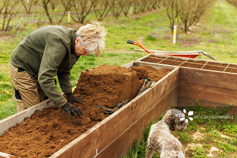 中年女性在高架花坛中准备土壤图片素材