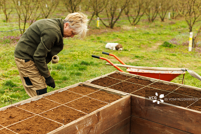 中年女性在高架花园床上制作种植网格图片素材