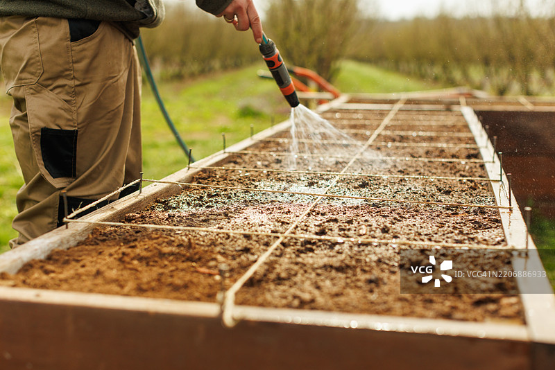 中年女性在高架花园床中浇水图片素材