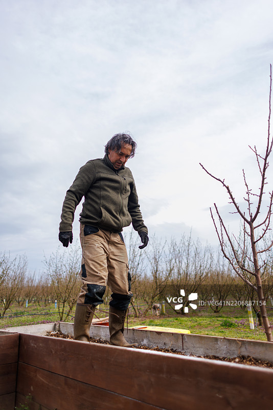 男子正在准备高架床以种植蔬菜图片素材