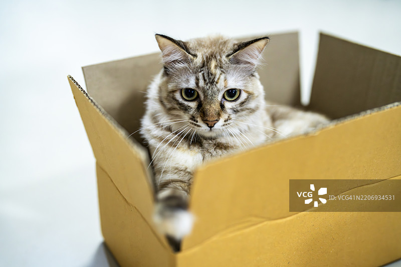 友好的虎斑猫在打开的纸箱里图片素材