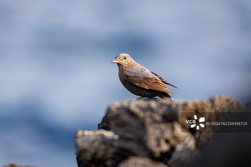 美丽的蓝岩鹨（Monticola solitarius，贝维克的知更鸟科）拍打着翅膀飞出。日出时分的底古港和底古海滩。八丈岛，伊豆群岛，东京 - 2025年3月2日。图片素材