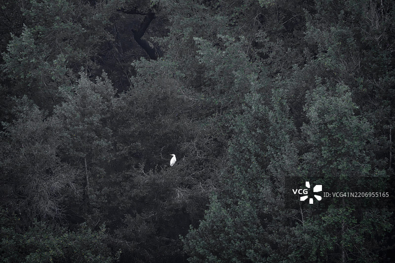 白鹭栖息在树上图片素材