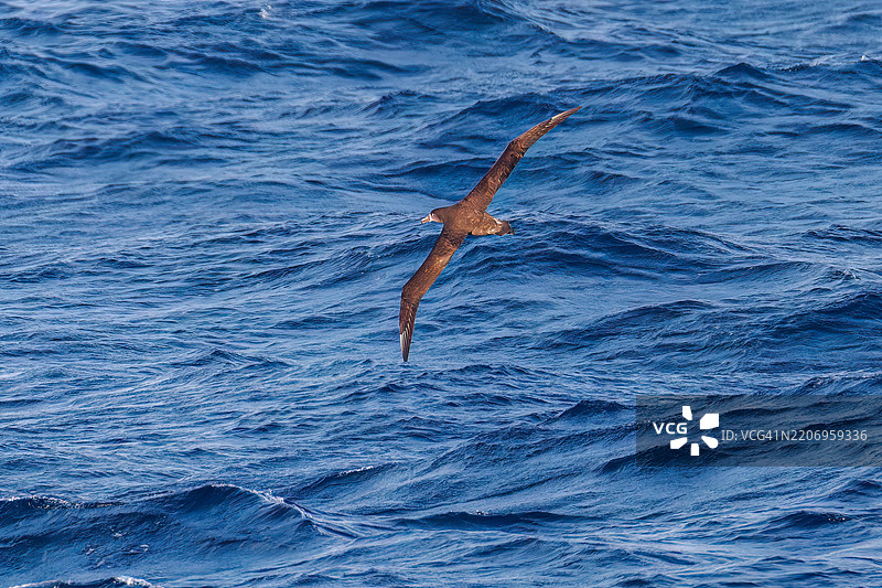 一只美丽的短尾海燕，属于鸻科，在水中飞翔。图片素材