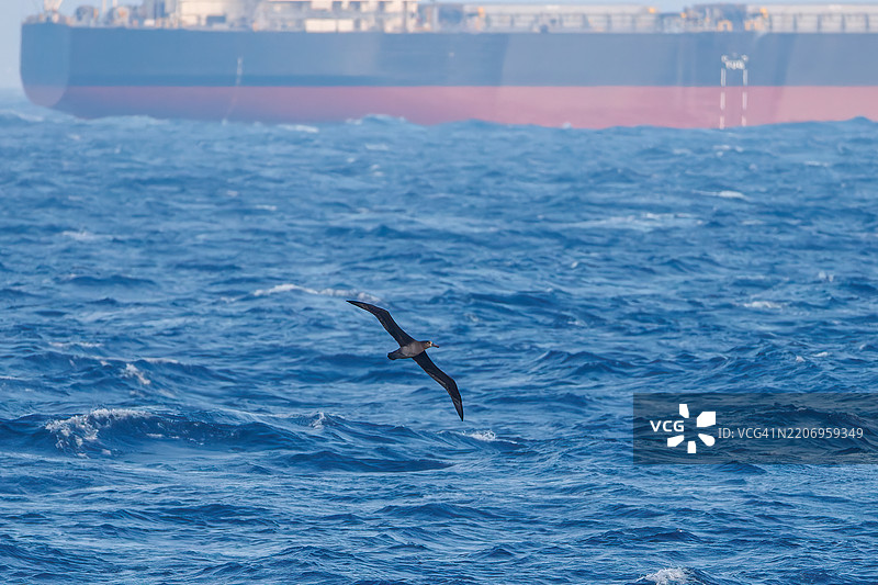 一只美丽的短尾海燕（Ardenna tenuirostris，鸻科）在水面上飞翔。一艘巨大的油轮正在港口外海航行。图片素材