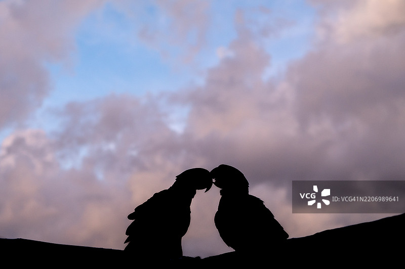 一对鹦鹉栖息在粉色天空下图片素材