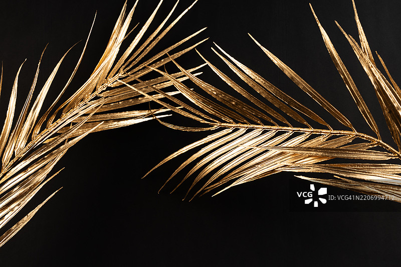 黑色背景上的金色闪亮棕榈叶特写。图片素材
