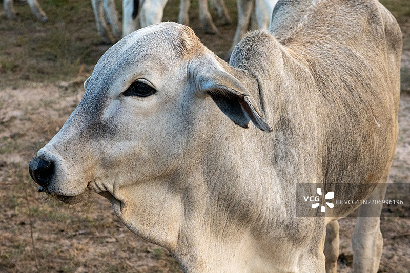 农村农场中一头内罗尔牛的特写。图片素材