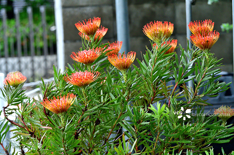 心叶白花针球花 / 摇头针球花:直立的常绿灌木,具有球形针球状花朵图片素材