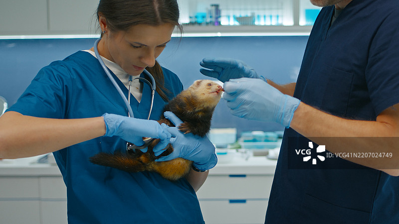 女兽医修剪雪貂过长的爪子，确保它们的长度合适。图片素材