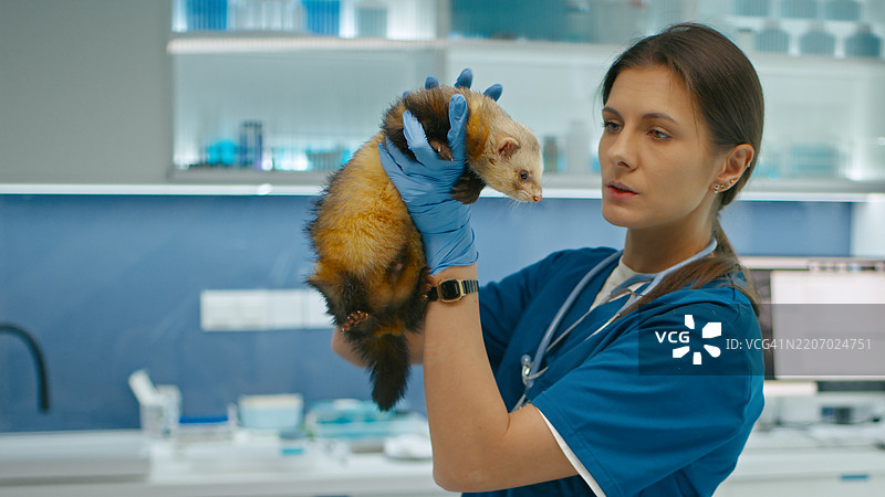女医生检查雪貂的身体图片素材