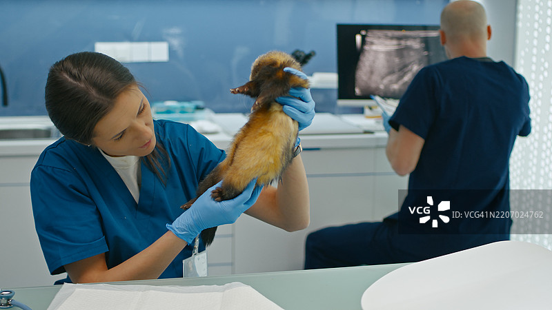 女医生检查雪貂的身体，以查看是否有任何受伤和异常的迹象。图片素材