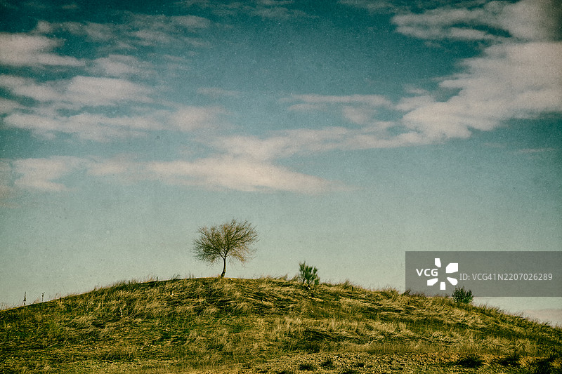 山丘上的孤独树木图片素材