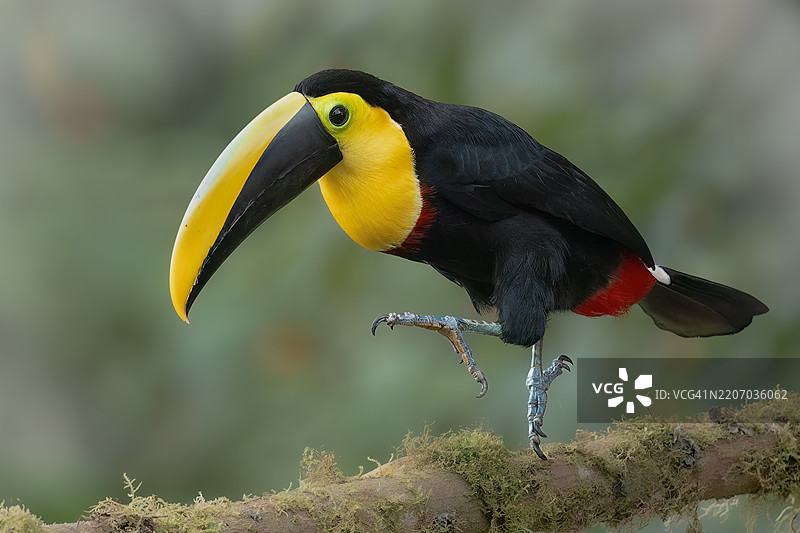 犀鸟栖息在树枝上的特写镜头图片素材