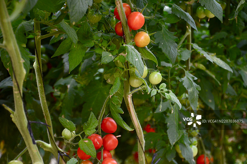 植物上的番茄特写图片素材