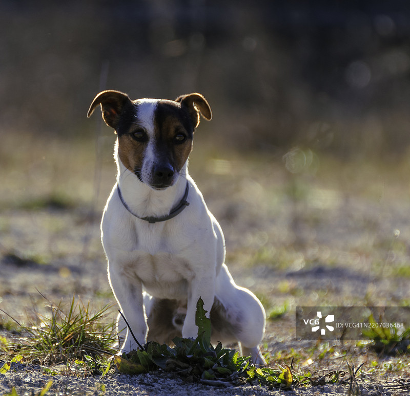 田野上坐着的梗犬肖像图片素材