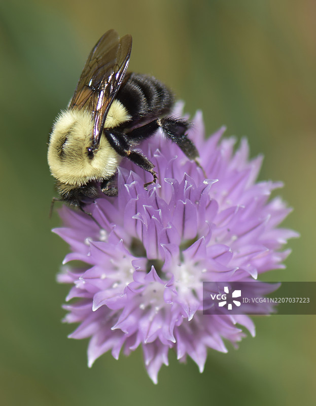 蜜蜂在华盛顿特区的紫色花朵上授粉的特写镜头图片素材