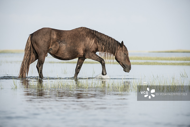 北卡罗来纳州外滩的野马在盐沼水域中跋涉图片素材