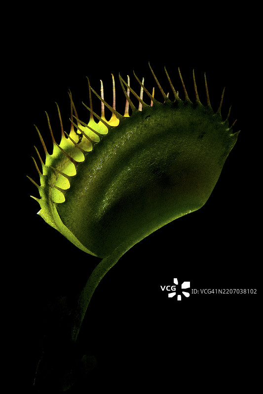 从内部照亮的捕蝇草，背景为黑色图片素材