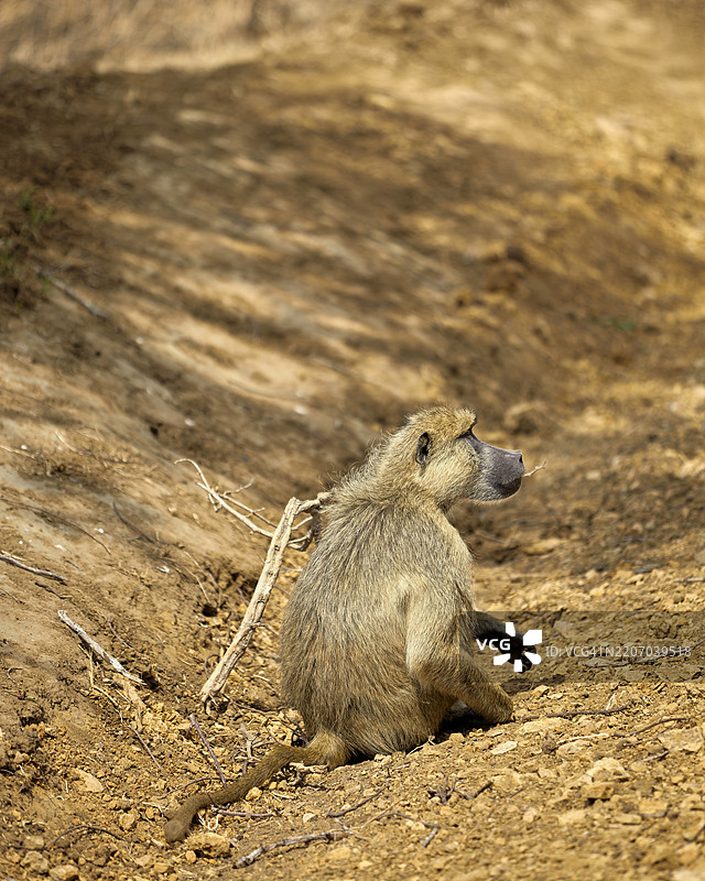 坦桑尼亚沙地上坐着的狐猴特写镜头图片素材