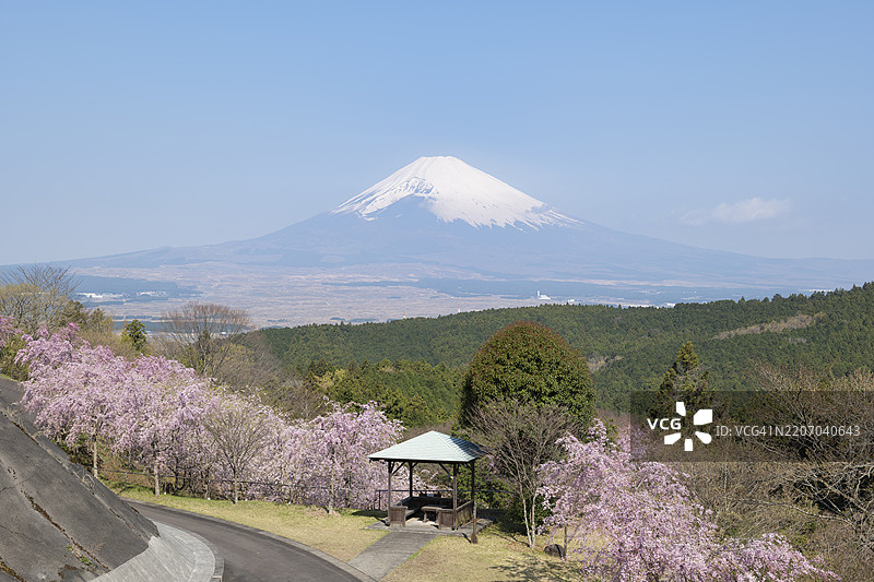 阳光明媚的春天，富士山在山丘上，樱花盛开，前方是宝永火山口。图片素材