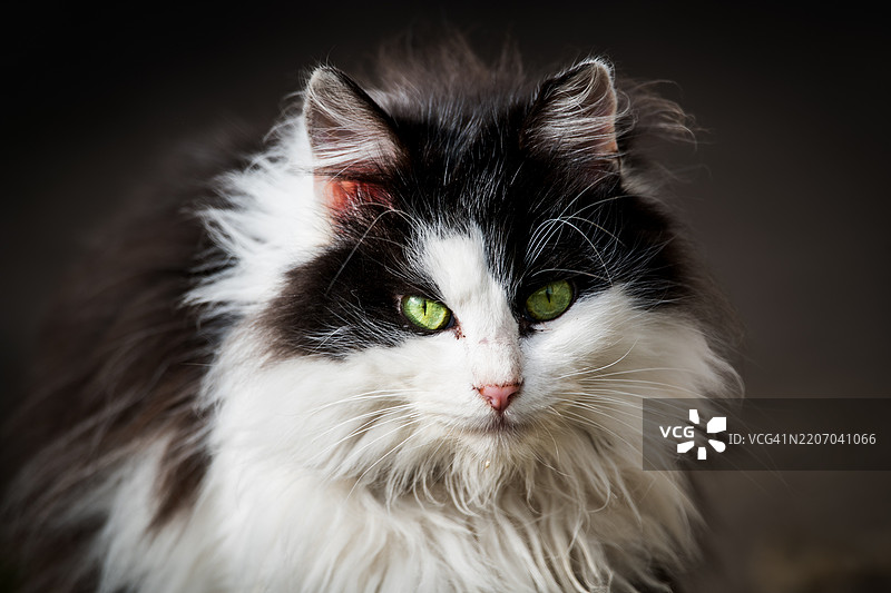 猫的特写，克拉约瓦，多尔日，罗马尼亚图片素材