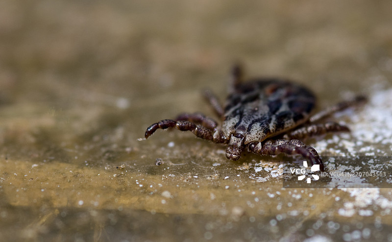 蜱虫的特写镜头图片素材