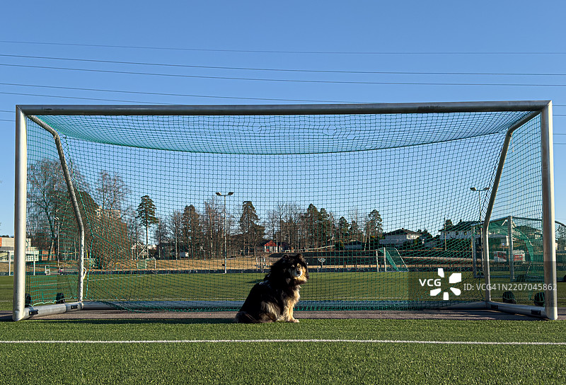 狗狗正在接住每一个飞来的球。图片素材