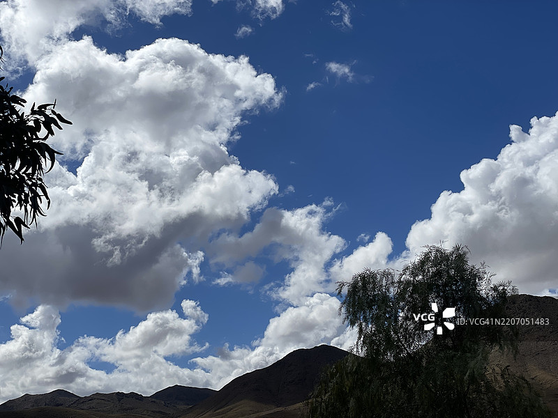 摩洛哥廷吉尔的树木低角度视图与天空相对图片素材