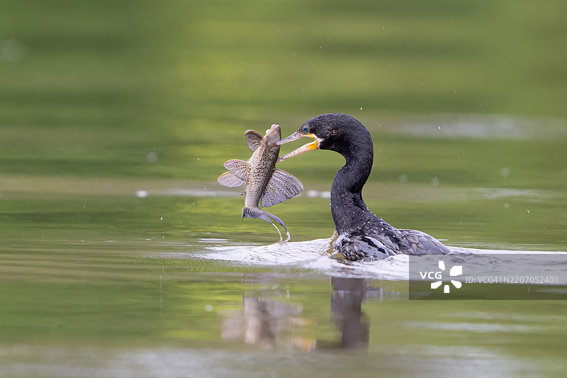 新热带鸬鹚或橄榄鸬鹚，Nannopterum brasilianum图片素材