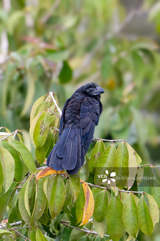 光滑喙鸟（Crotophaga ani）是一种属于杜鹃科的鸟类。图片素材