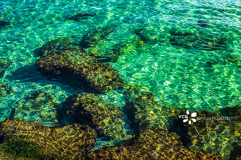 海中珊瑚的高角度视图图片素材