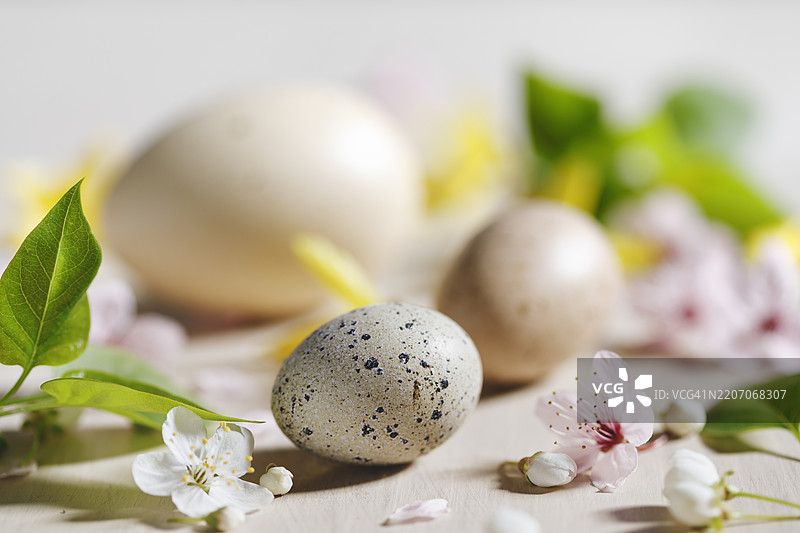 鸟蛋与花朵图片素材