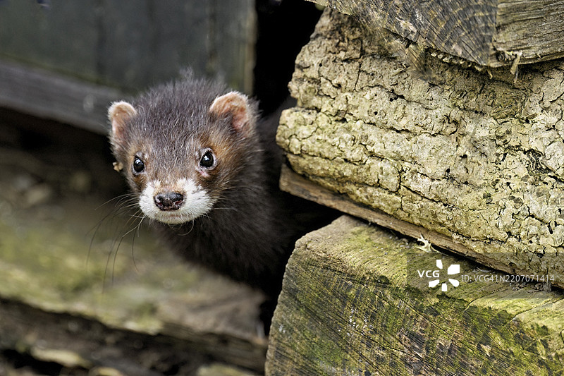 欧洲鼬（Mustela putorius），也称为雪貂，从木材堆中探出头来，圈养，瑞士，欧洲图片素材
