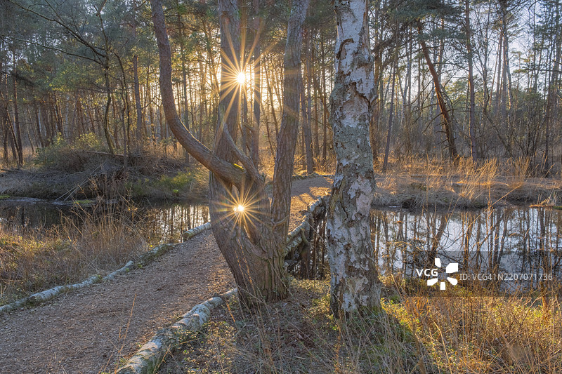 在德国下萨克森州汉诺威新城的Otternhagener Moor,Sonnenstrahl探险小径上,背光下的小路景观图片素材