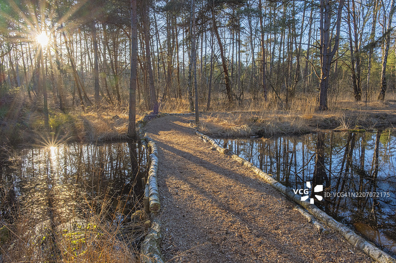 在德国下萨克森州汉诺威新城的Otternhagener Moor,Sonnenstrahl探险小径上,背光下的小路景观图片素材