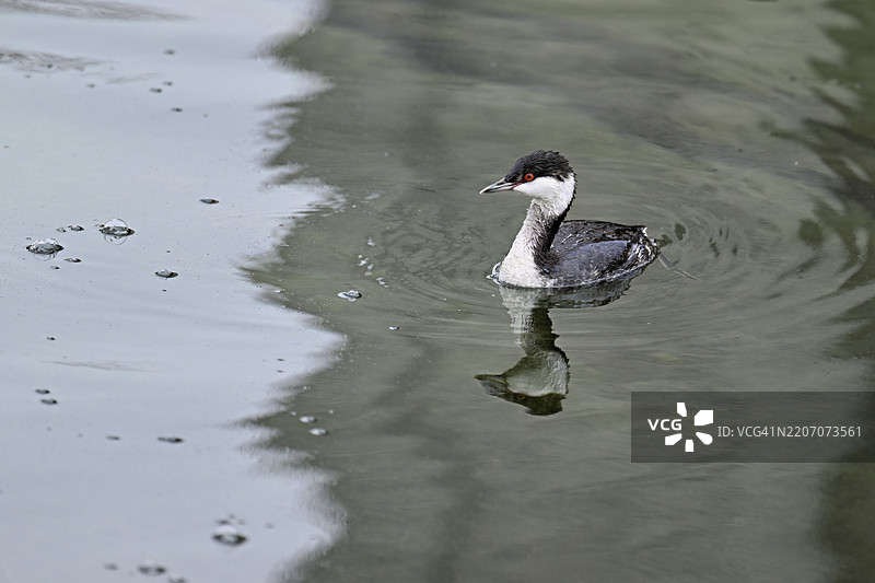 斯拉夫潜鸟（Podiceps auritus），成年，成年羽毛，冬季羽毛，在瑞士楚格湖游泳，欧洲图片素材