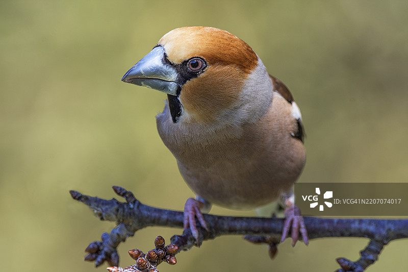 雄性红头雀（Coccothraustes coccothraustes）在树枝上的特写，羽毛细节清晰，德国巴登-符腾堡，欧洲图片素材
