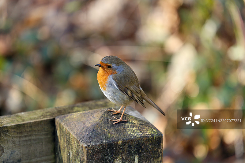 知更鸟栖息在木桩上图片素材